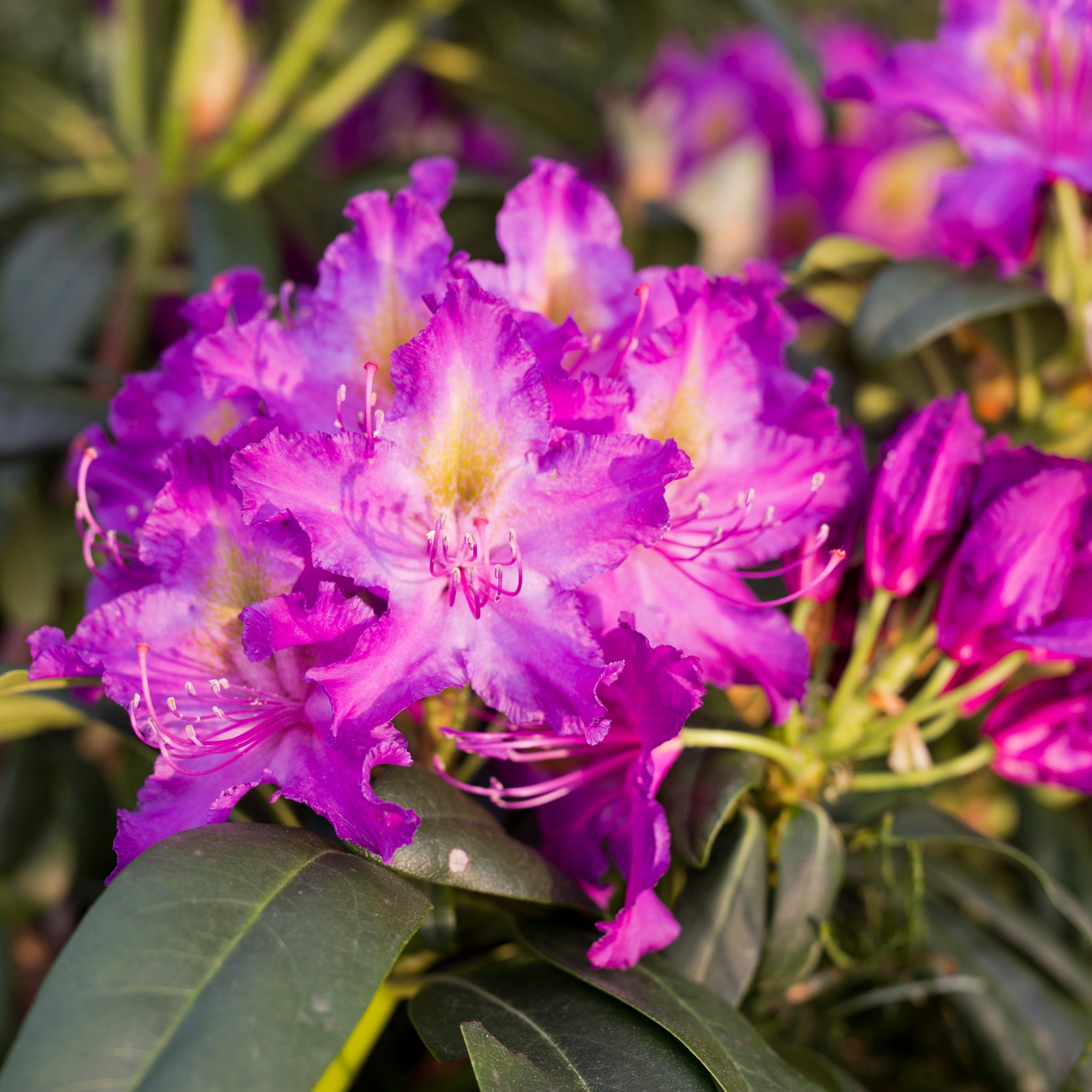 Buy Rhododendrons Online from Plants2Gardens