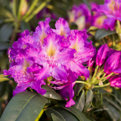 Rhododendron Libretto 7.5ltr - Plants2Gardens