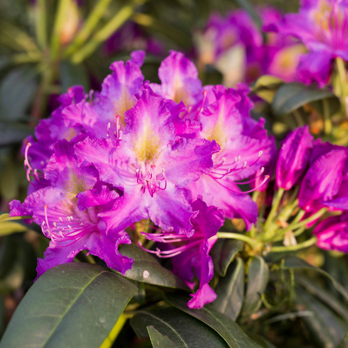 Rhododendron Libretto 7.5ltr