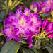 Rhododendron Libretto 7.5ltr - Plants2Gardens