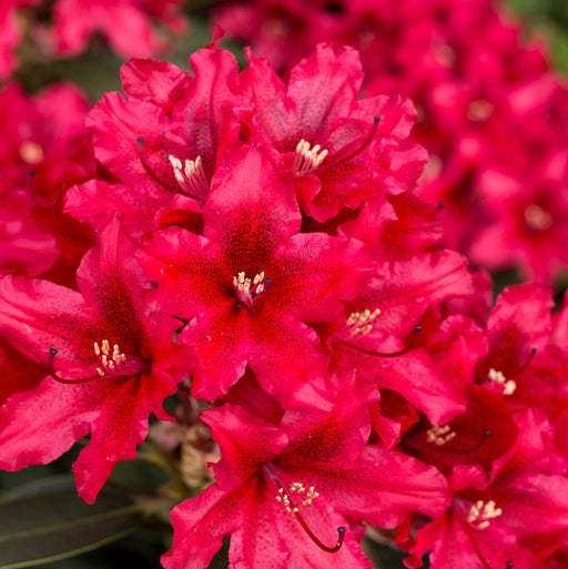 Rhododendron Tarragona 7.5ltr - Plants2Gardens
