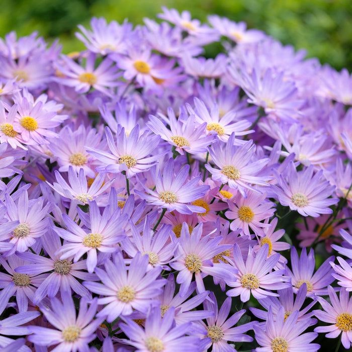 Senetti 3 Plant Collection - Despatch From WC 28th March - Plants2Gardens
