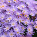 Senetti 3 Plant Collection - Despatch From WC 28th March - Plants2Gardens