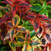 Abelia Kaleidoscope 2 Plant Pack - Despatch From WC 21st March - Plants2Gardens