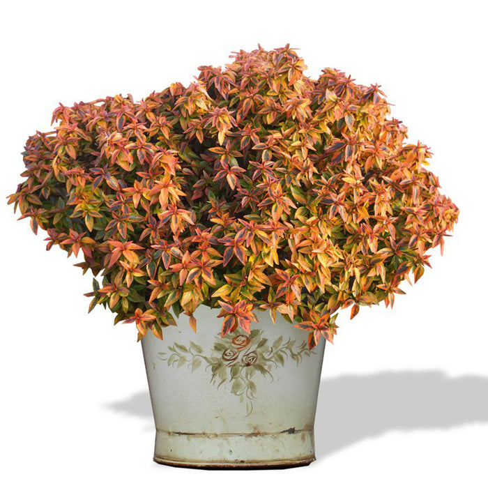 Abelia Kaleidoscope 2 Plant Pack - Despatch From WC 21st March - Plants2Gardens