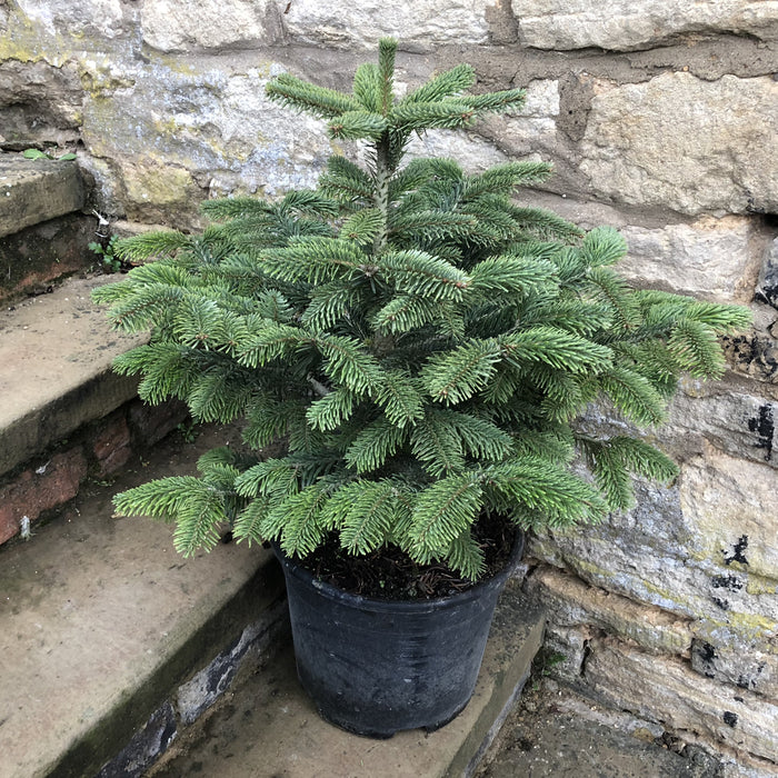 Nordmann Christmas Tree Pot Grown - Plants2Gardens