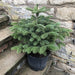 Nordmann Christmas Tree Pot Grown - Plants2Gardens