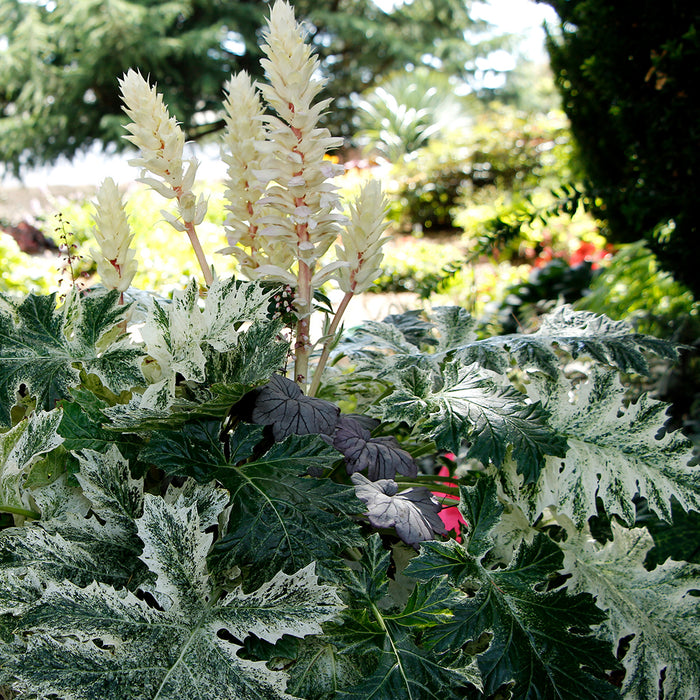 Acanthus White Water 2 Ltr - Plants2Gardens