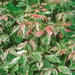 Acer negundo Flamingo - Plants2Gardens
