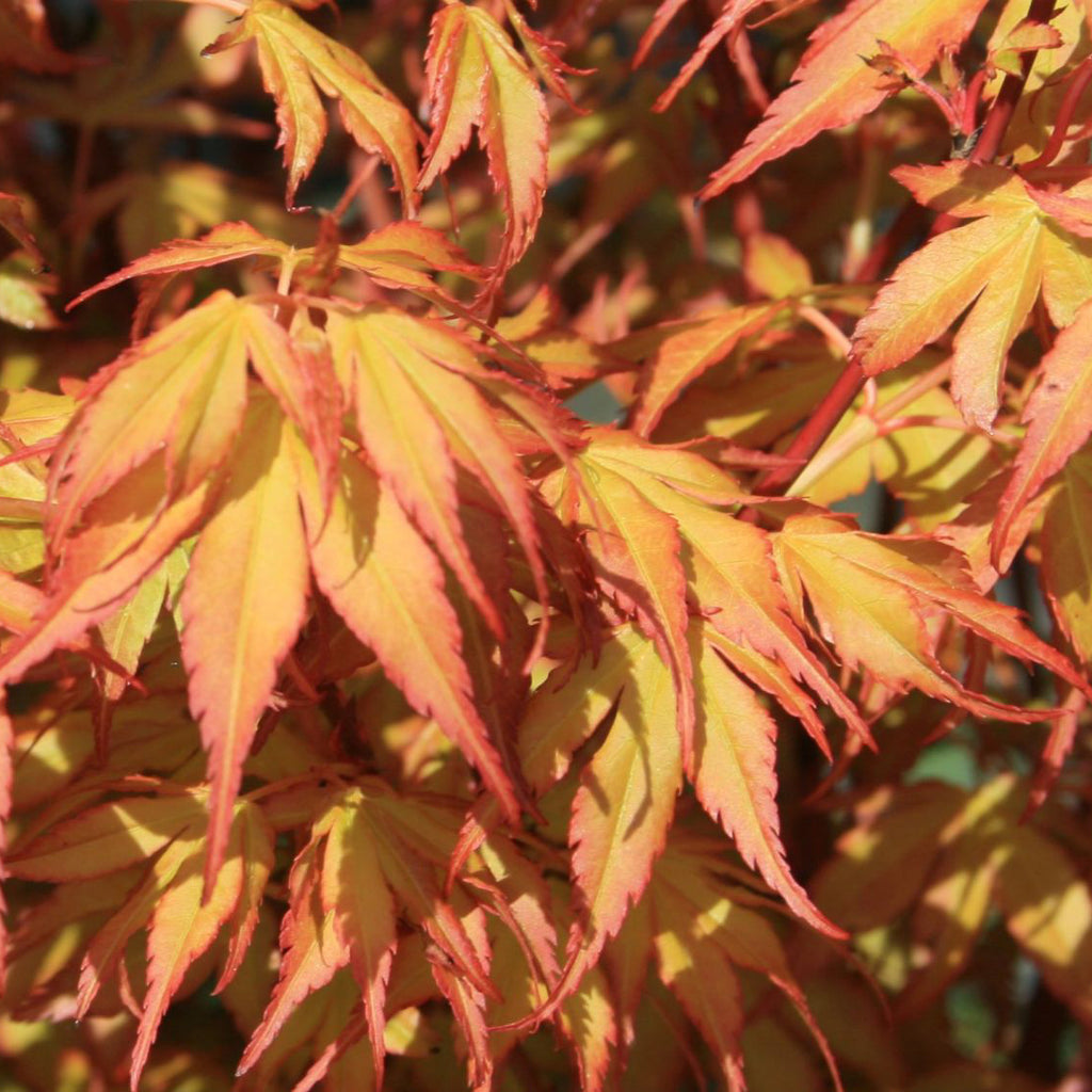 Buy Garden Plants Online Order Today! Plants2Gardens