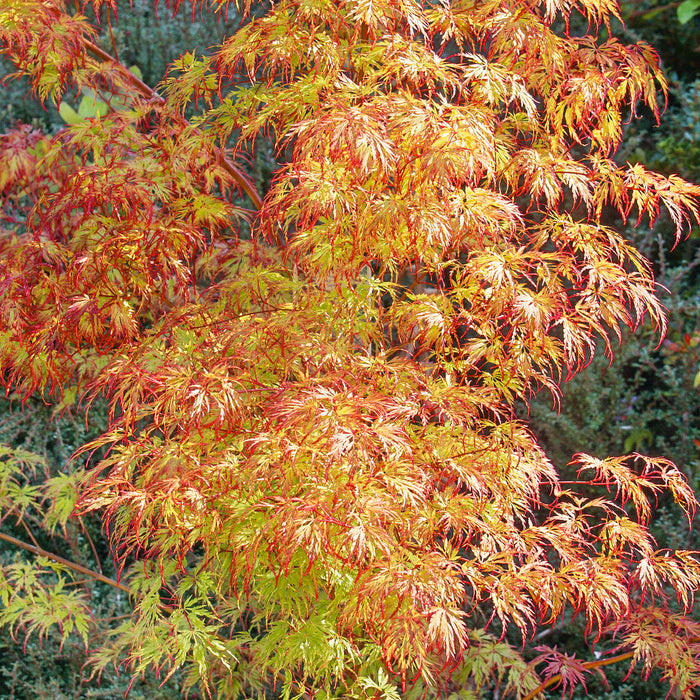 Acer palmatum Orange Lace - Plants2Gardens