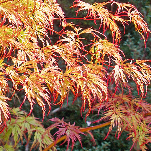 Acer palmatum Orange Lace - Plants2Gardens