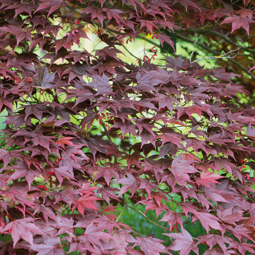 Acer japonicum Atropurpureum - Plants2Gardens