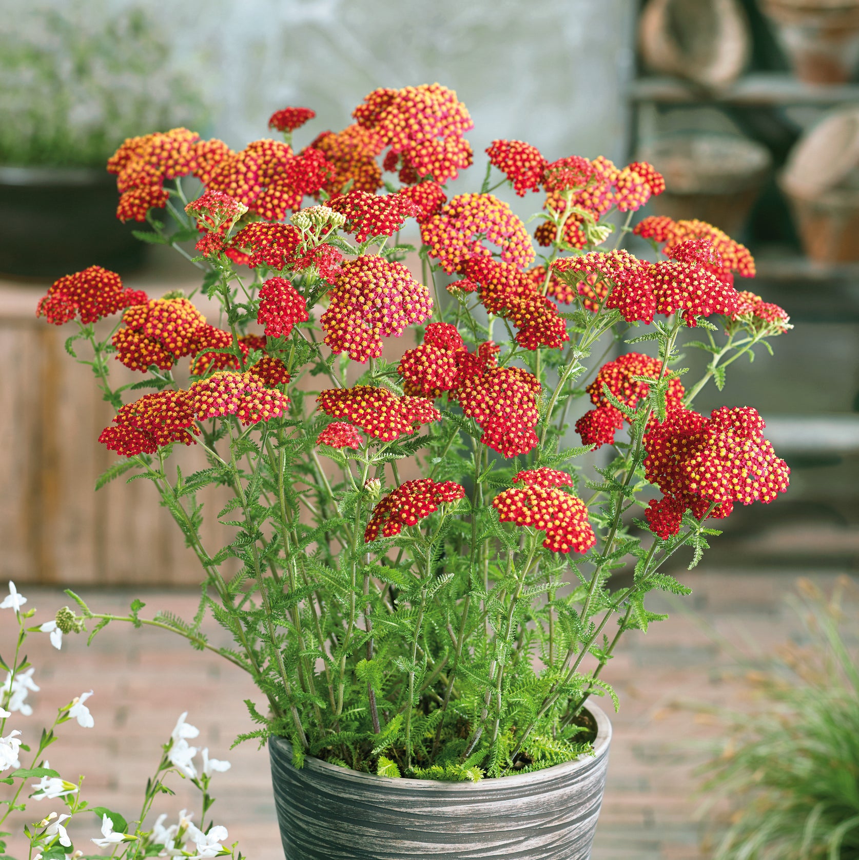 Buy Garden Plants Online Order Today! Plants2Gardens