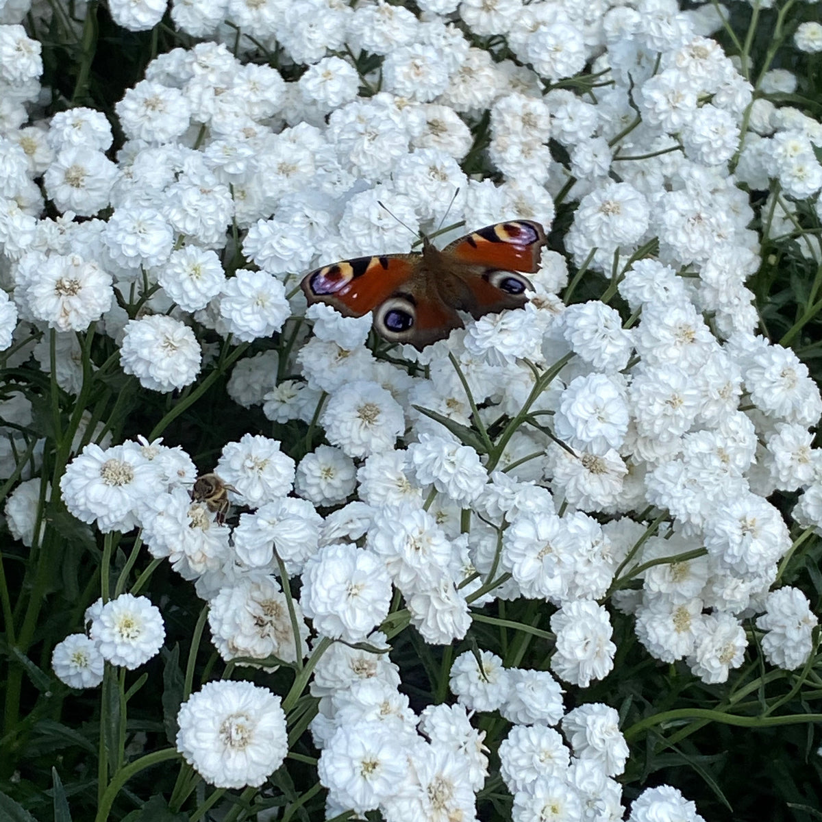 Buy Achillea Peter Cottontail Online For Only £22 — Plants2Gardens