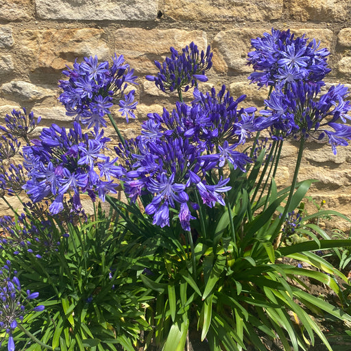 Agapanthus Blue XXL Bare Root - Dispatches from 12th February - Plants2Gardens