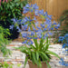 Agapanthus Blue Umbrella - Plants2Gardens