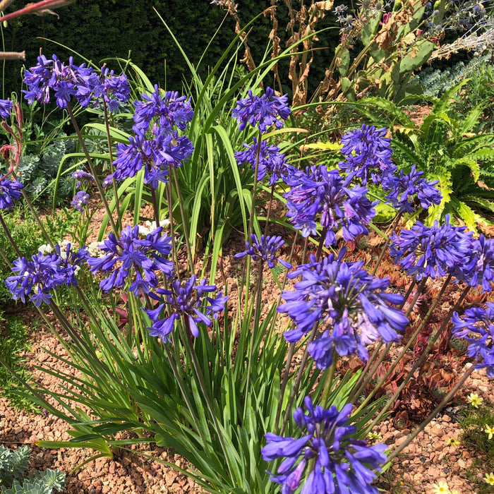 Agapanthus Blue XXL Bare Root - Despatch From WC 28th February - Plants2Gardens