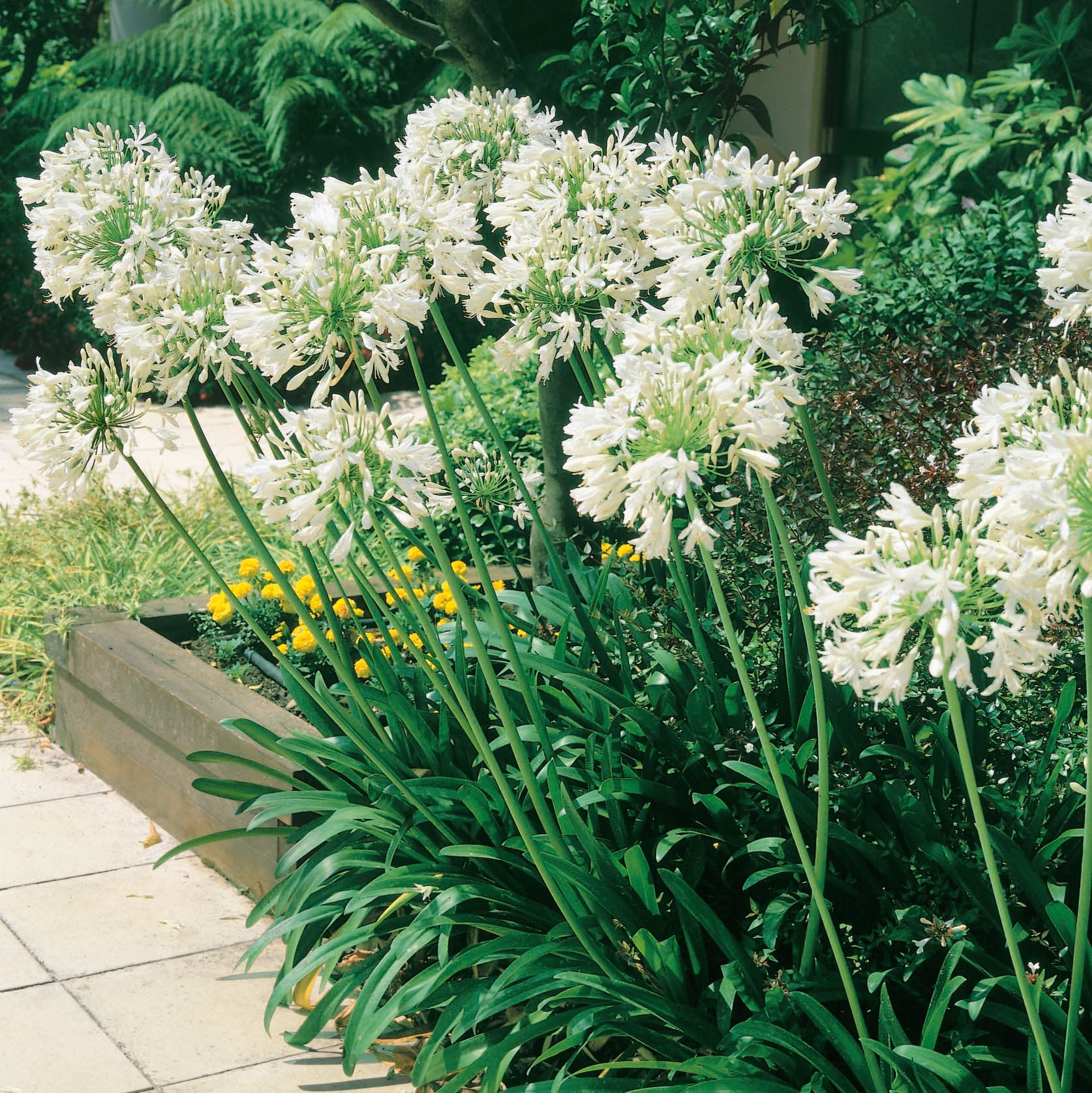 Buy Garden Plants Online Order Today! Plants2Gardens