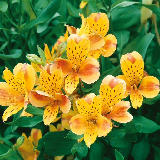 Alstromeria Collection 3 x 2ltr - Plants2Gardens