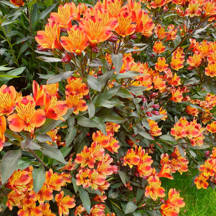 Alstroemeria Peruvian Lily 3 Plant Collection - Plants2Gardens