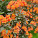 Alstroemeria Peruvian Lily 3 Plant Collection - Plants2Gardens