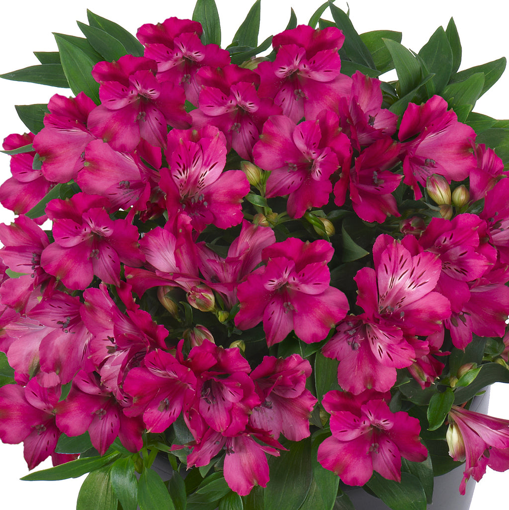 Buy Garden Plants Online Order Today! Plants2Gardens