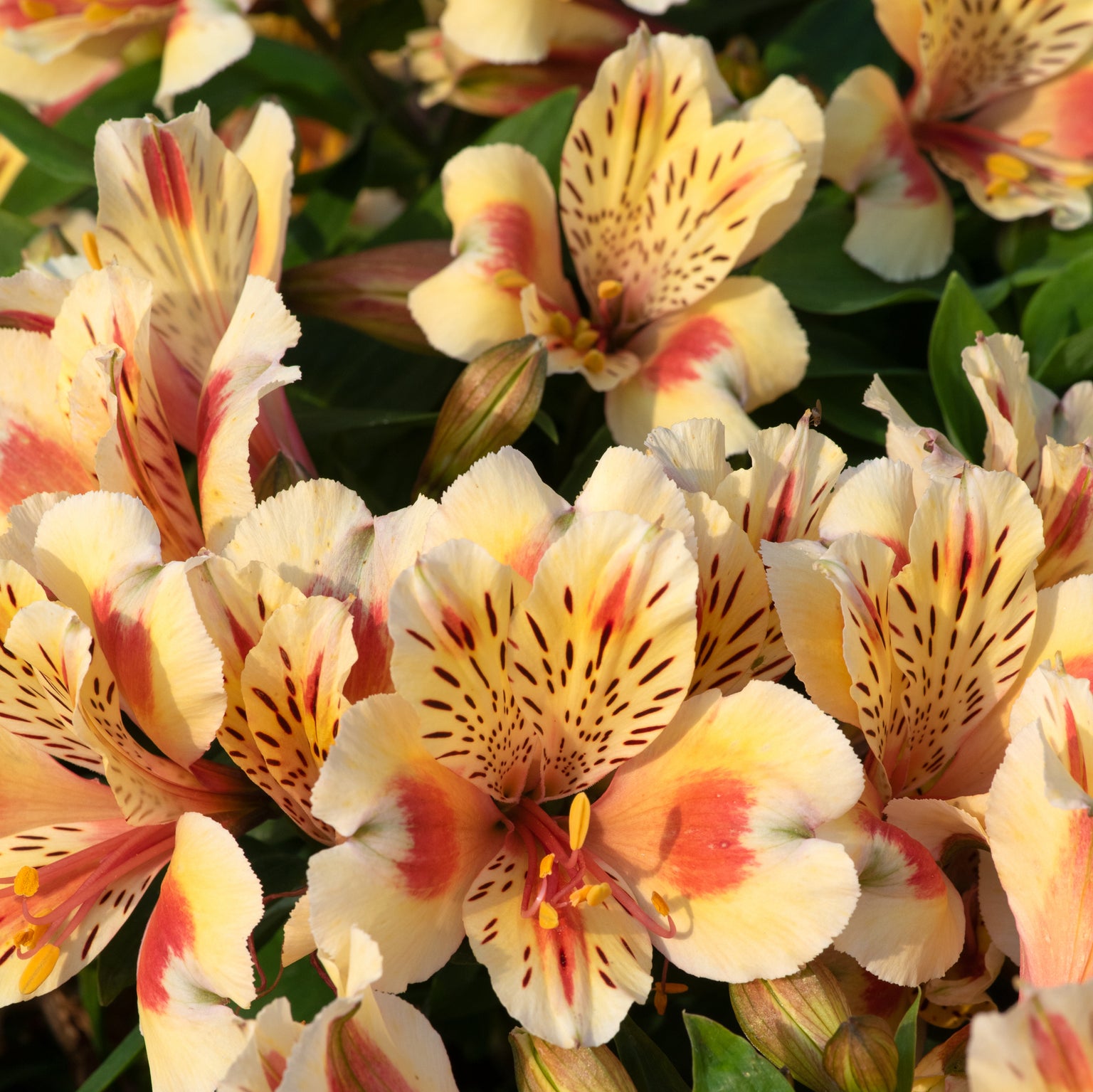 Buy Garden Plants Online Order Today! Plants2Gardens