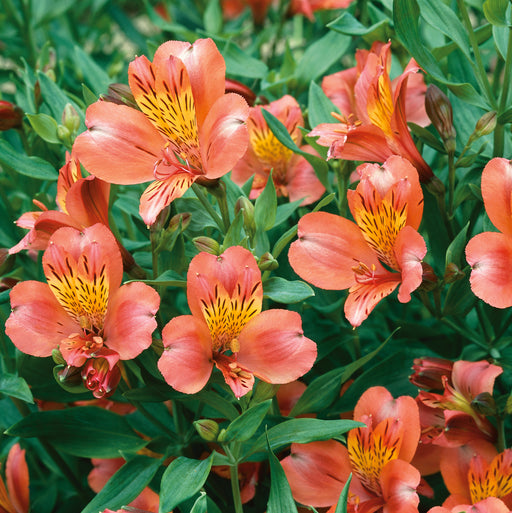 Alstromeria Collection 3 x 2ltr - Plants2Gardens