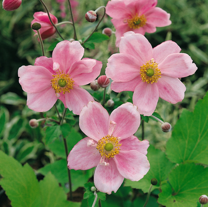 Anemone Collection 3 x 2ltr - Plants2Gardens