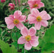 Anemone Collection 3 x 2ltr - Plants2Gardens