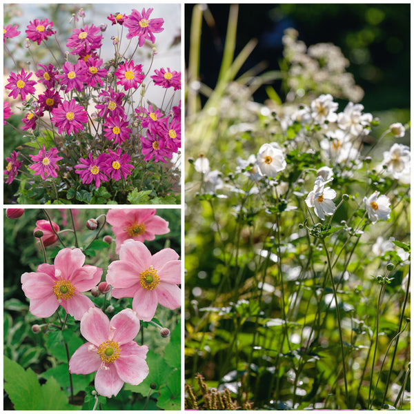 Buy 3 x 2 litre Anemone Plants Online For Only £25.00 — Plants2Gardens