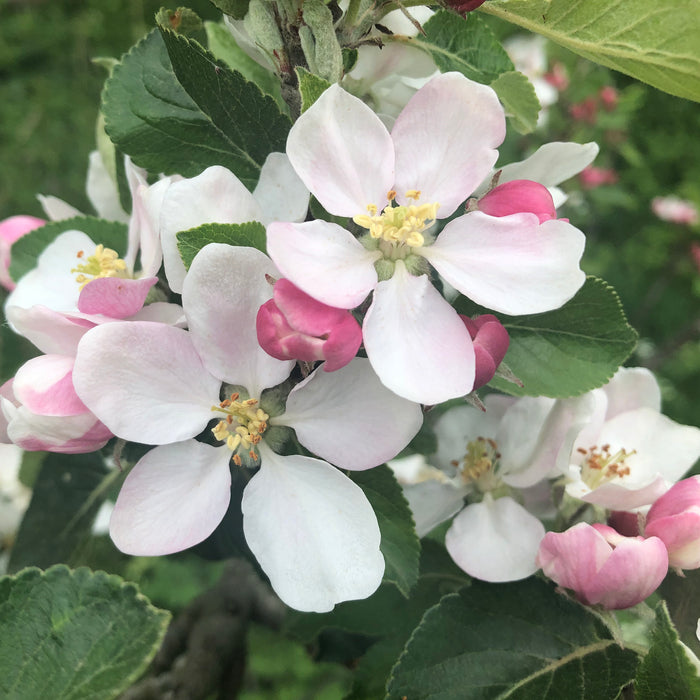 Mini Orchard Fruit Tree Collection - Plants2Gardens