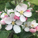 Mini Orchard Fruit Tree Collection - Plants2Gardens