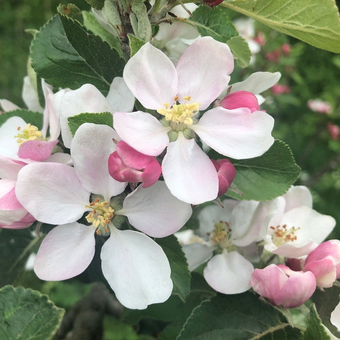 Apple Braeburn - Plants2Gardens