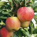 Mini Orchard Fruit Tree Collection - Plants2Gardens