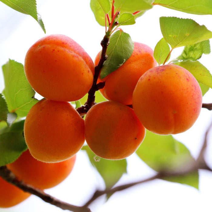 Apricot Roxanna - Plants2Gardens