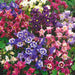 Aquilegia Grannies Bonnets 6 Plant Collection - Plants2Gardens