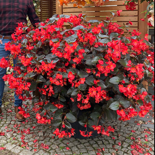 Begonia Whopper 6 Plant Pack - Plants2Gardens