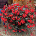 Begonia Whopper 6 Plant Pack - Plants2Gardens