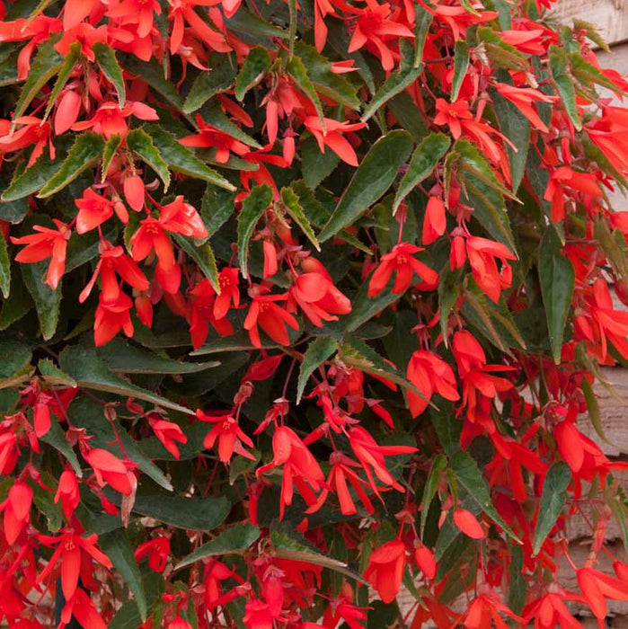 Begonia Starshine 10 plant Collection - Plants2Gardens