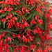 Begonia Starshine 10 plant Collection - Plants2Gardens