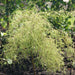 Betula pendula Karaca - Plants2Gardens