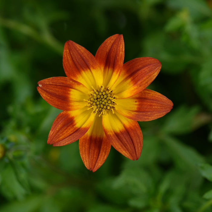 Bidens & Essential Basket Fillers Collection - Dispatches from 24th April - Plants2Gardens