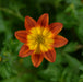 Bidens Collection 5 x 9cm - Plants2Gardens