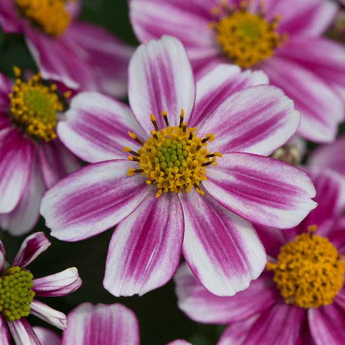 Bidens & Essential Basket Fillers Collection - Dispatches from 24th April - Plants2Gardens