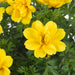 Bidens Collection 5 x 9cm - Plants2Gardens