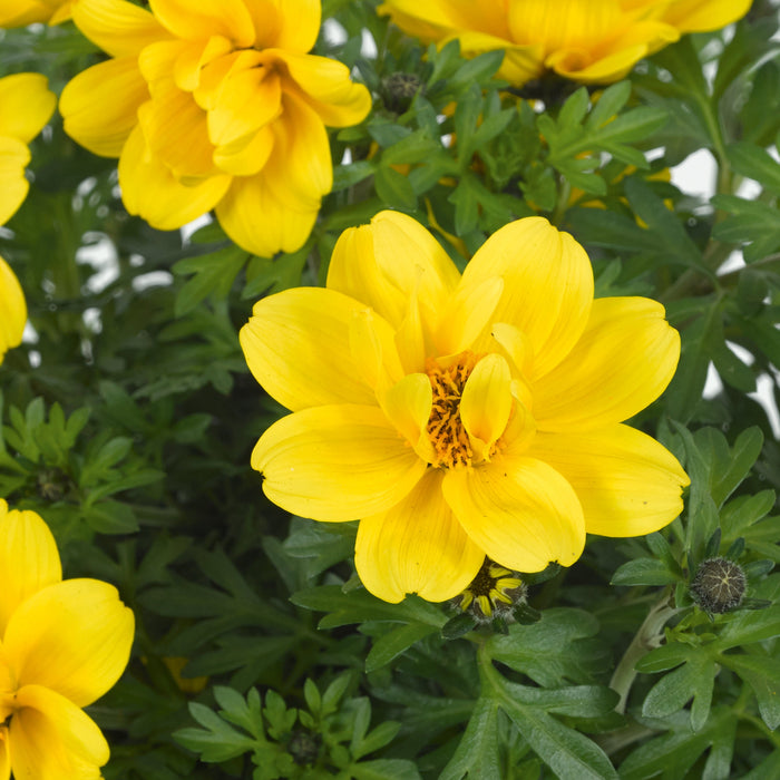 Bidens & Essential Basket Fillers Collection - Dispatches from 24th April - Plants2Gardens