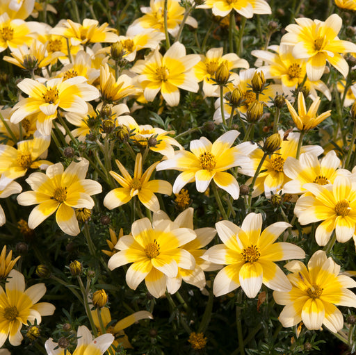 Bidens Collection 5 x 9cm - Plants2Gardens