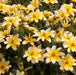 Bidens Collection 5 x 9cm - Plants2Gardens